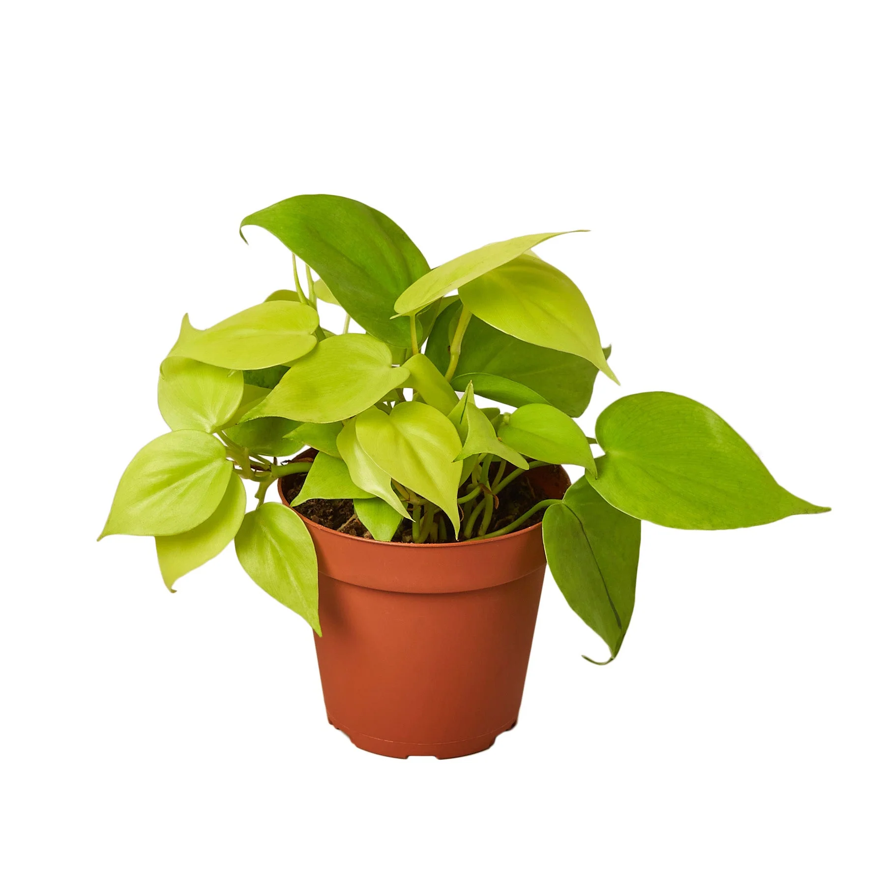 Philodendron Neon (Cordatum Neon)