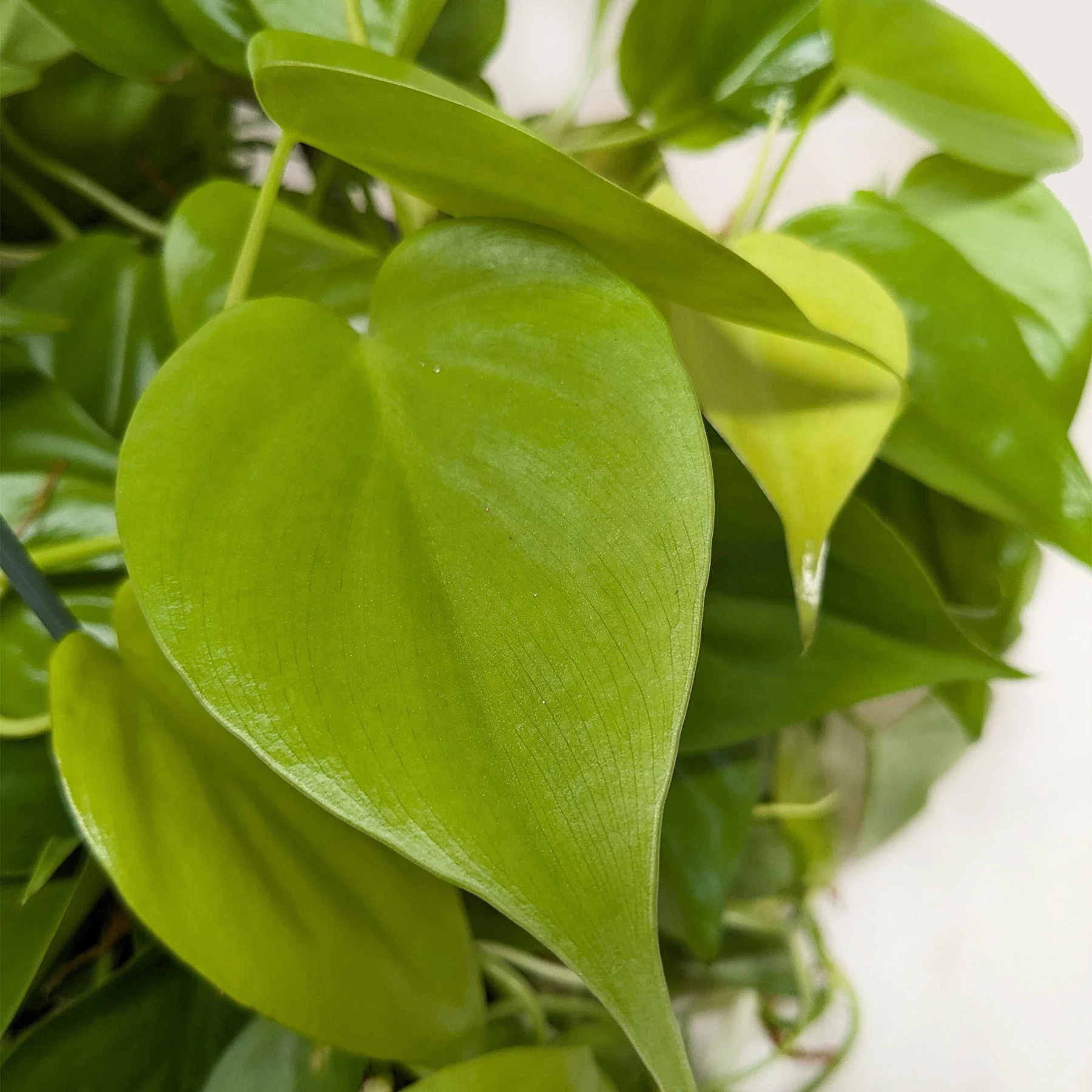 Philodendron Neon (Cordatum Neon) - Image 5