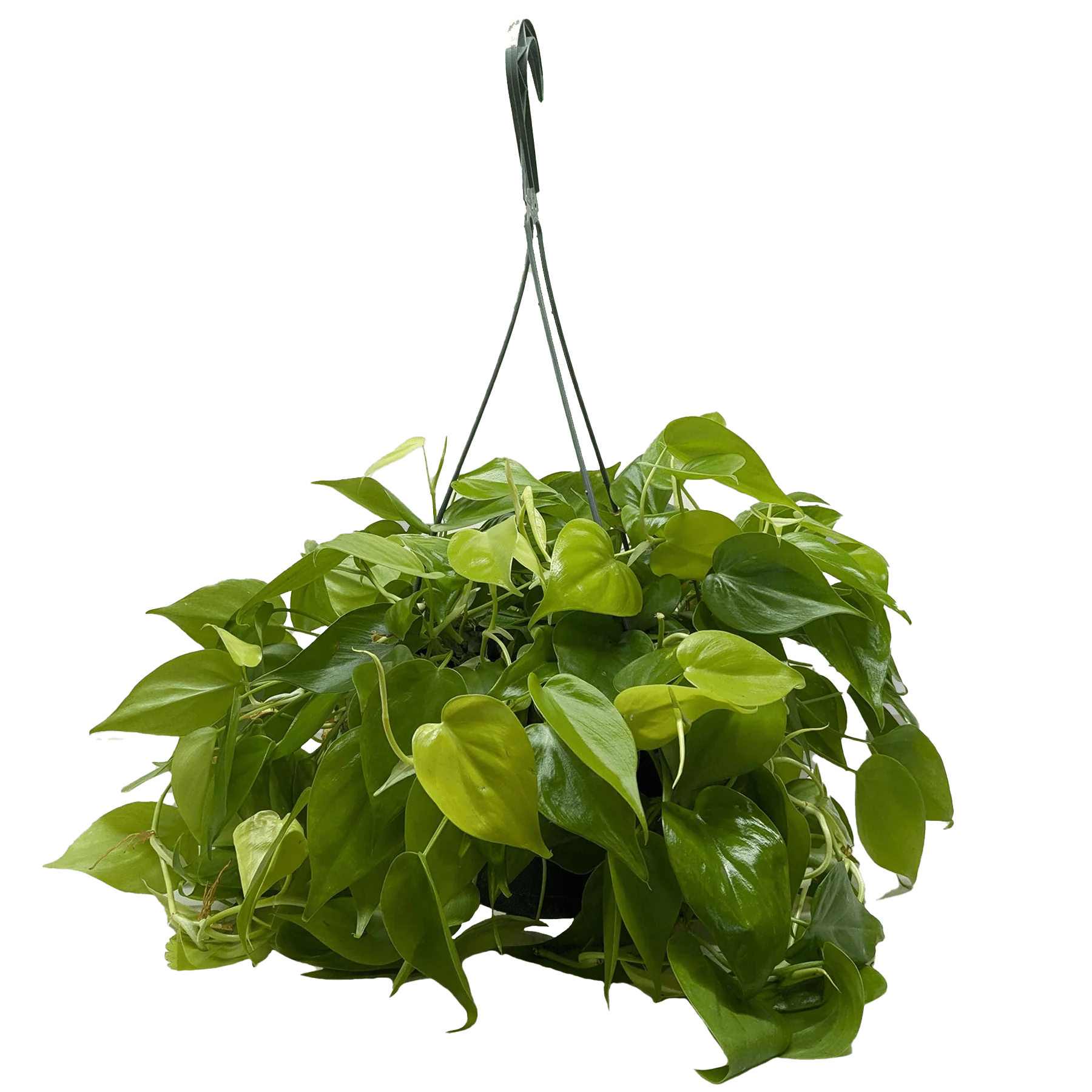Philodendron Neon (Cordatum Neon) - Image 6
