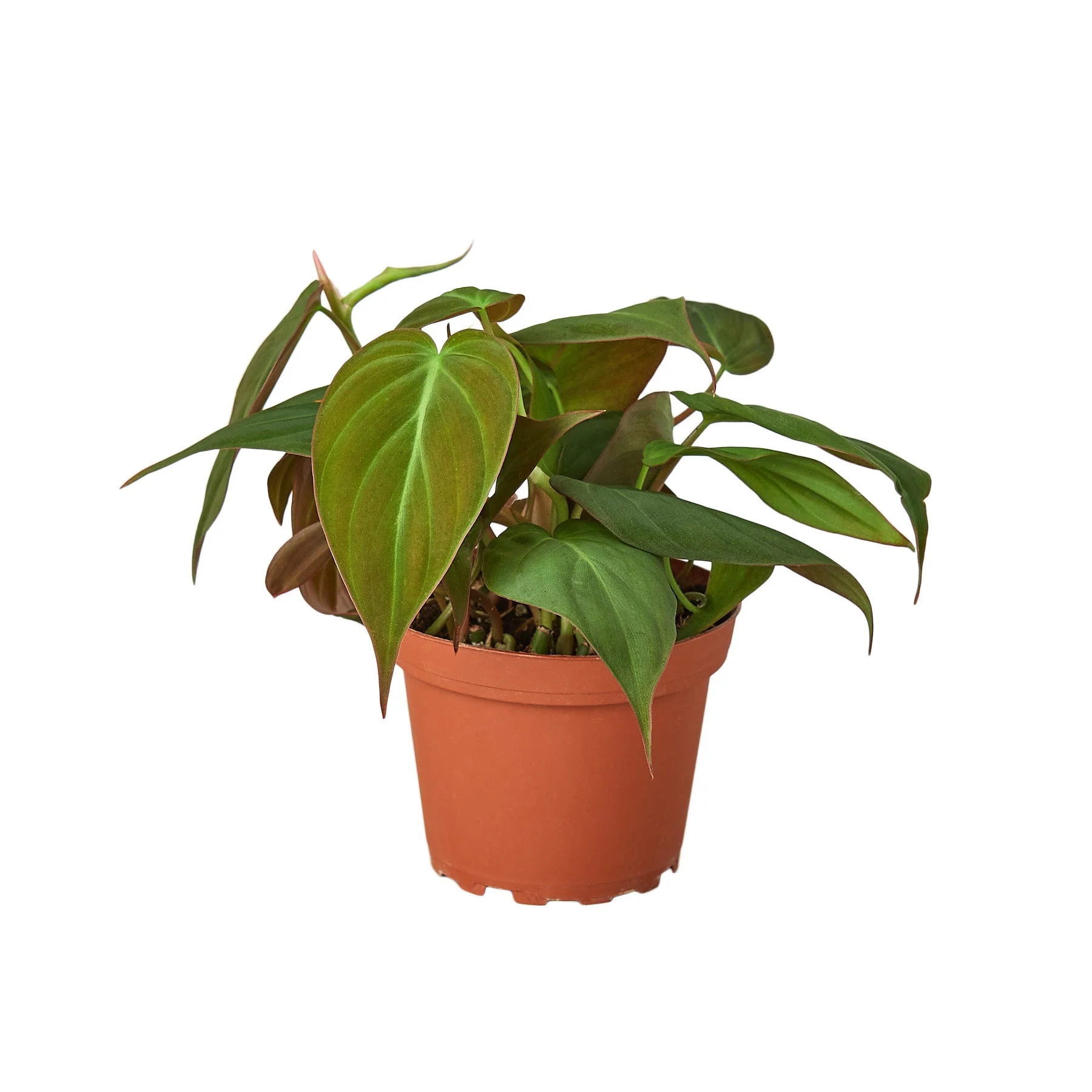 Velvet Philodendron (Philodendron hederaceum ‘Micans’)