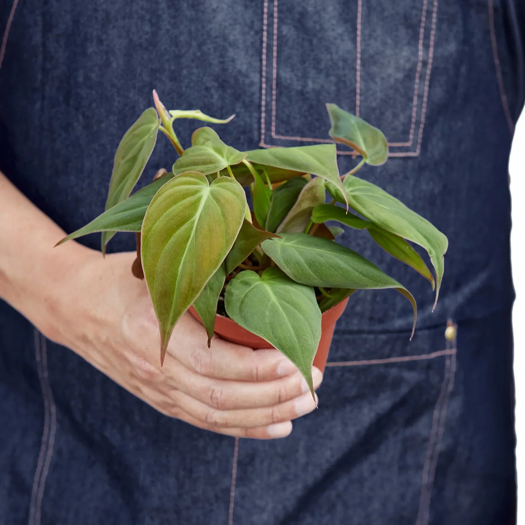 Velvet Philodendron (Philodendron hederaceum ‘Micans’) - Image 2