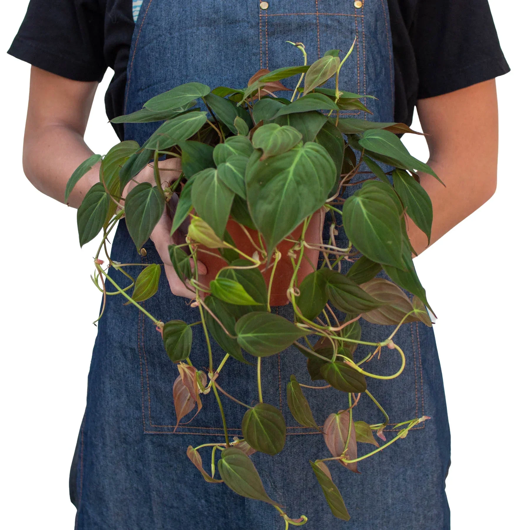 Velvet Philodendron (Philodendron hederaceum ‘Micans’) - Image 3