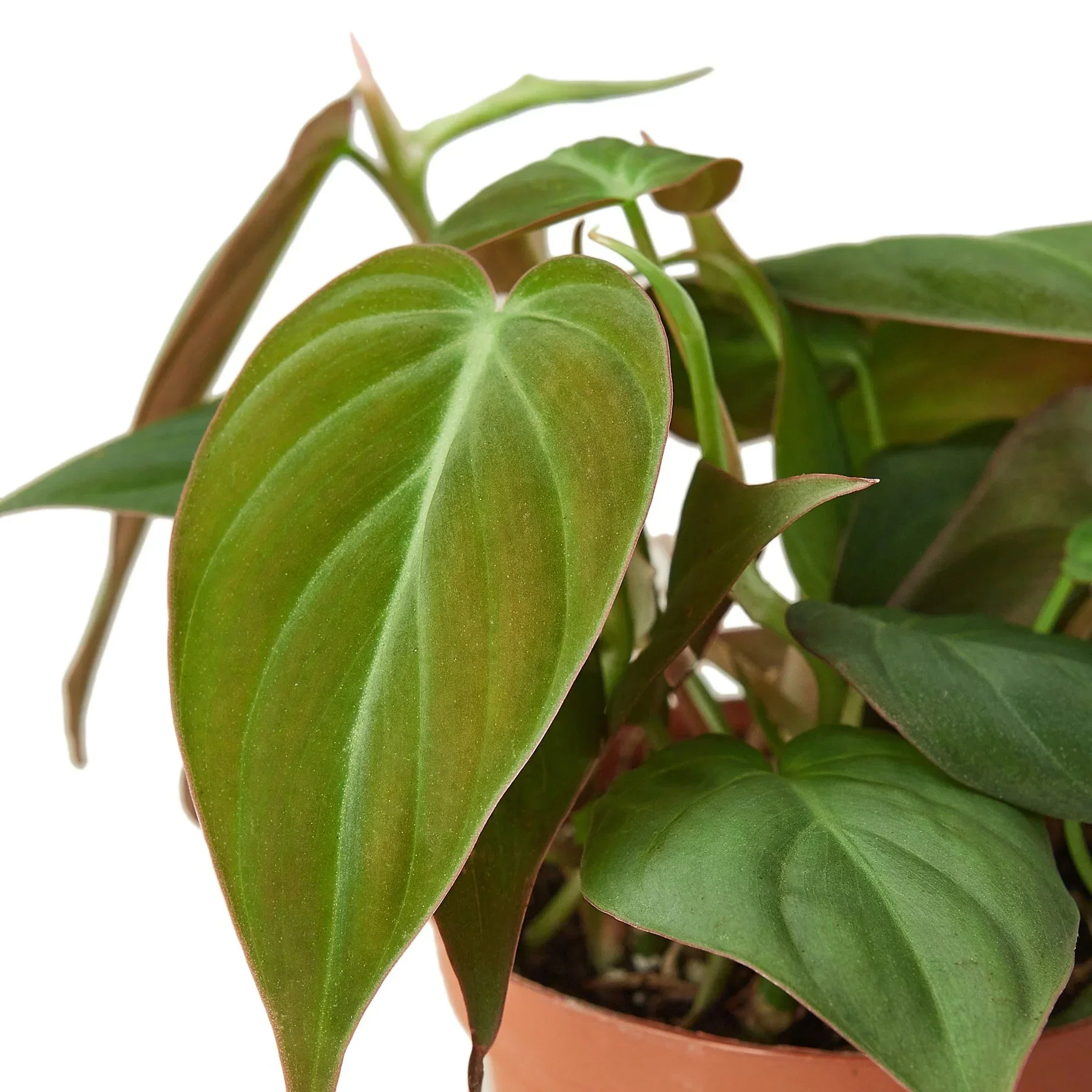 Velvet Philodendron (Philodendron hederaceum ‘Micans’) - Image 5