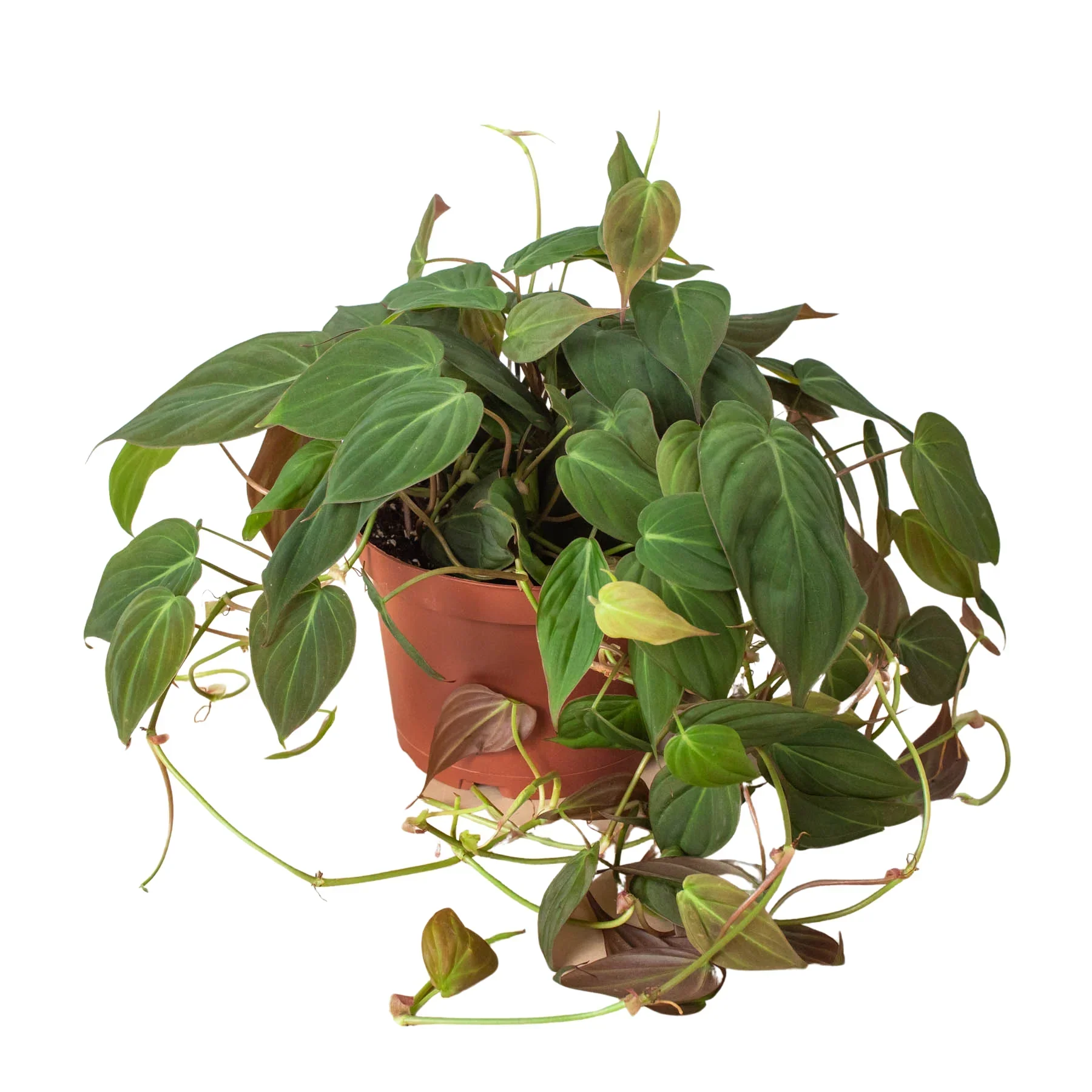 Velvet Philodendron (Philodendron hederaceum ‘Micans’) - Image 6