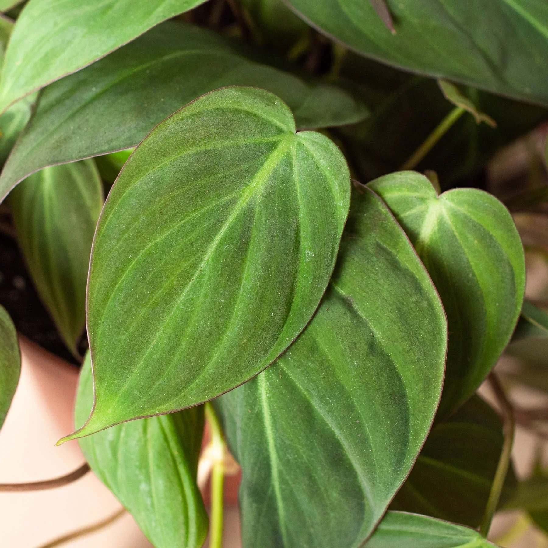 Velvet Philodendron (Philodendron hederaceum ‘Micans’) - Image 7