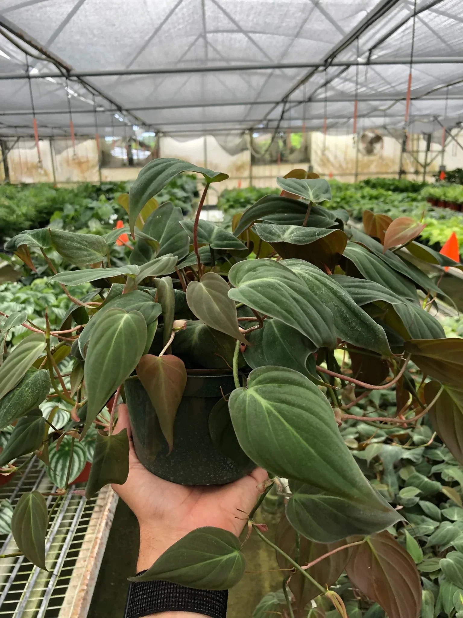 Velvet Philodendron (Philodendron hederaceum ‘Micans’) - Image 8