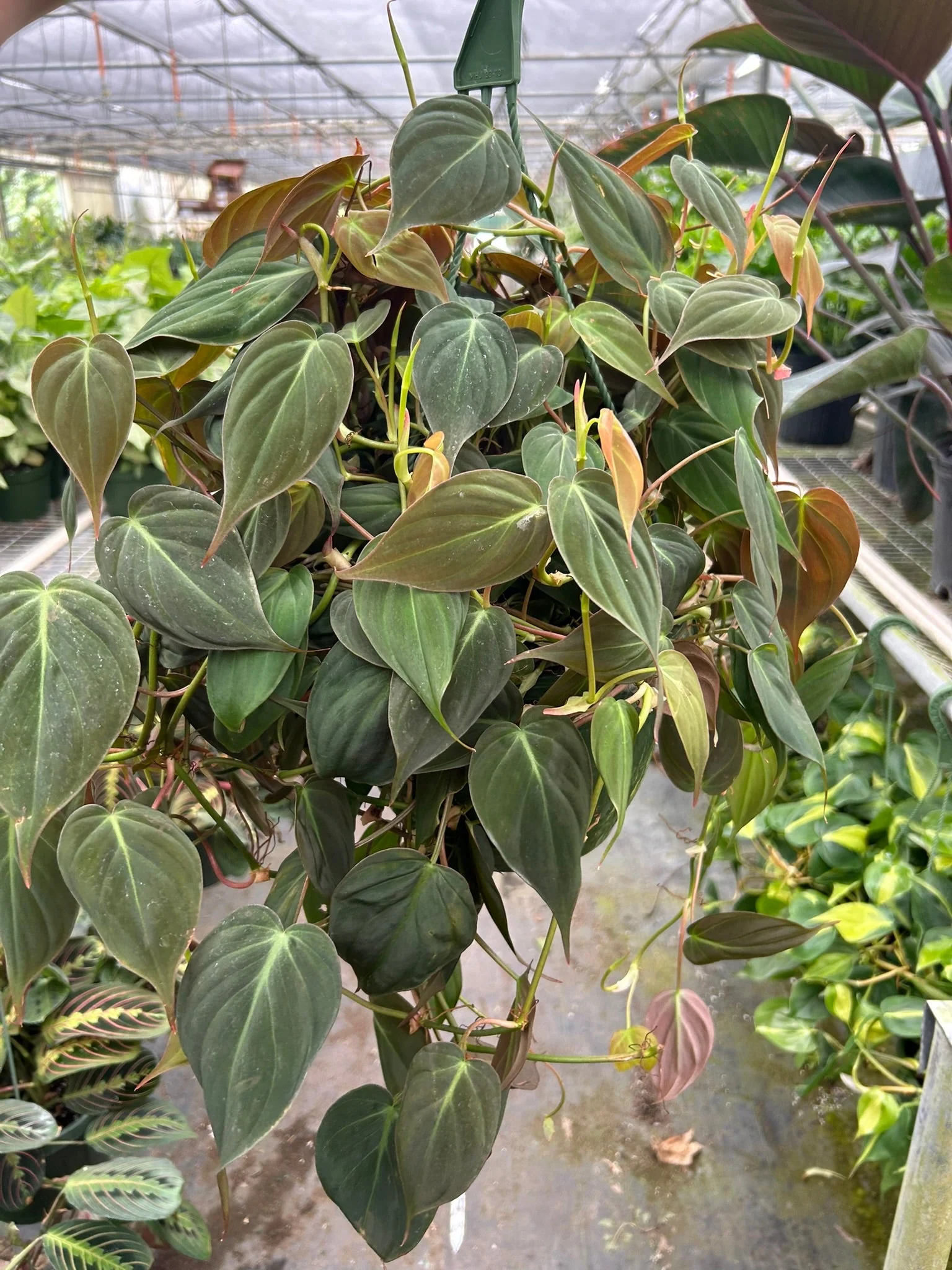 Velvet Philodendron (Philodendron hederaceum ‘Micans’) - Image 9