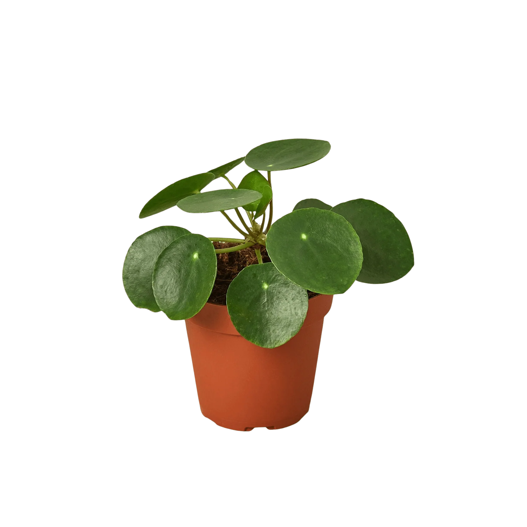 Pilea Peperomioides 'Chinese Money Plant'