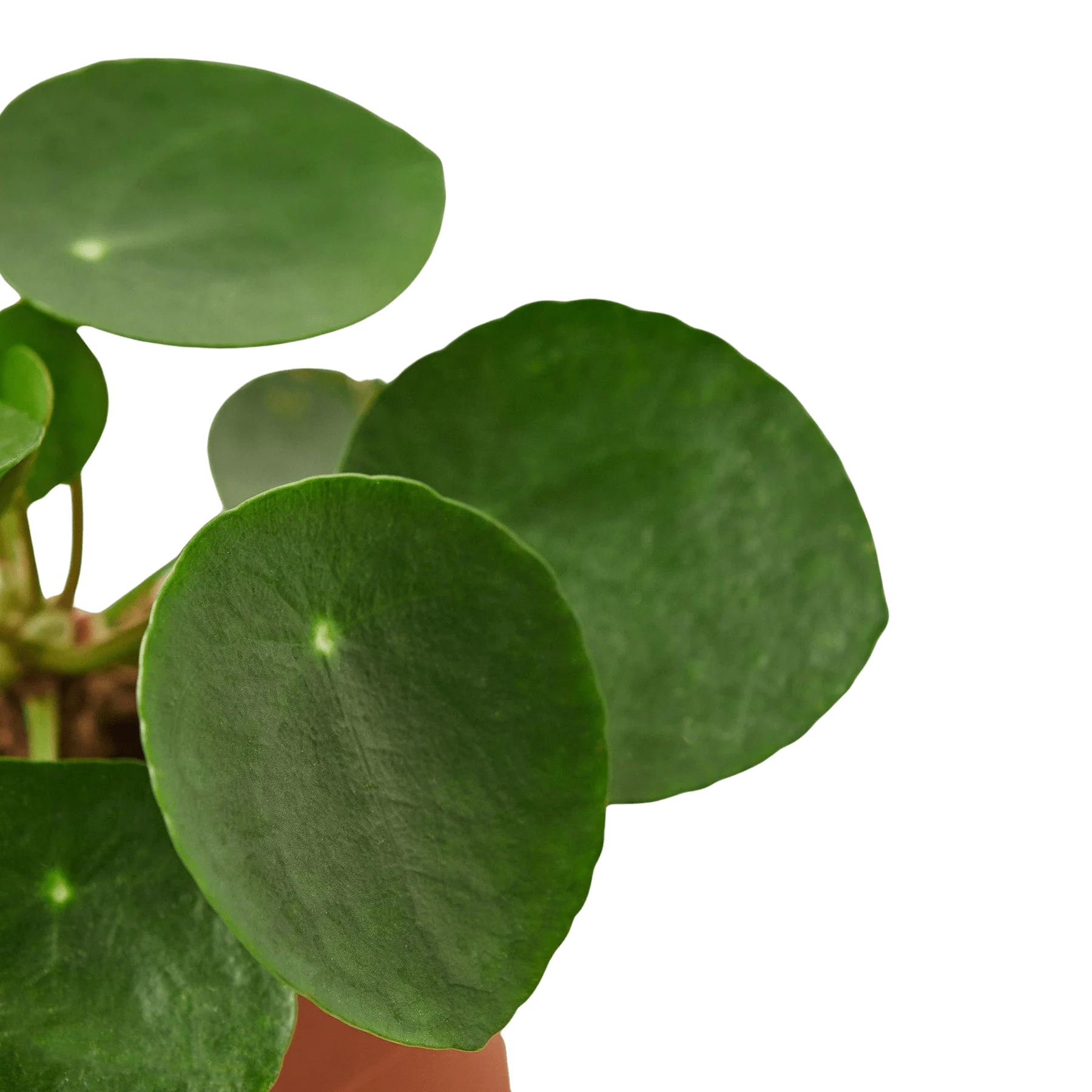 Pilea Peperomioides 'Chinese Money Plant' - Image 2