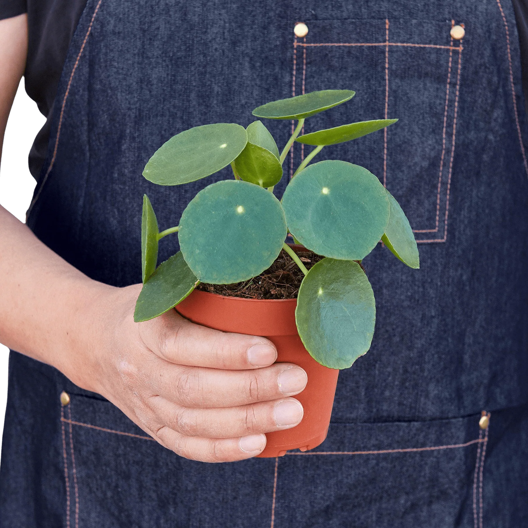 Pilea Peperomioides 'Chinese Money Plant' - Image 3