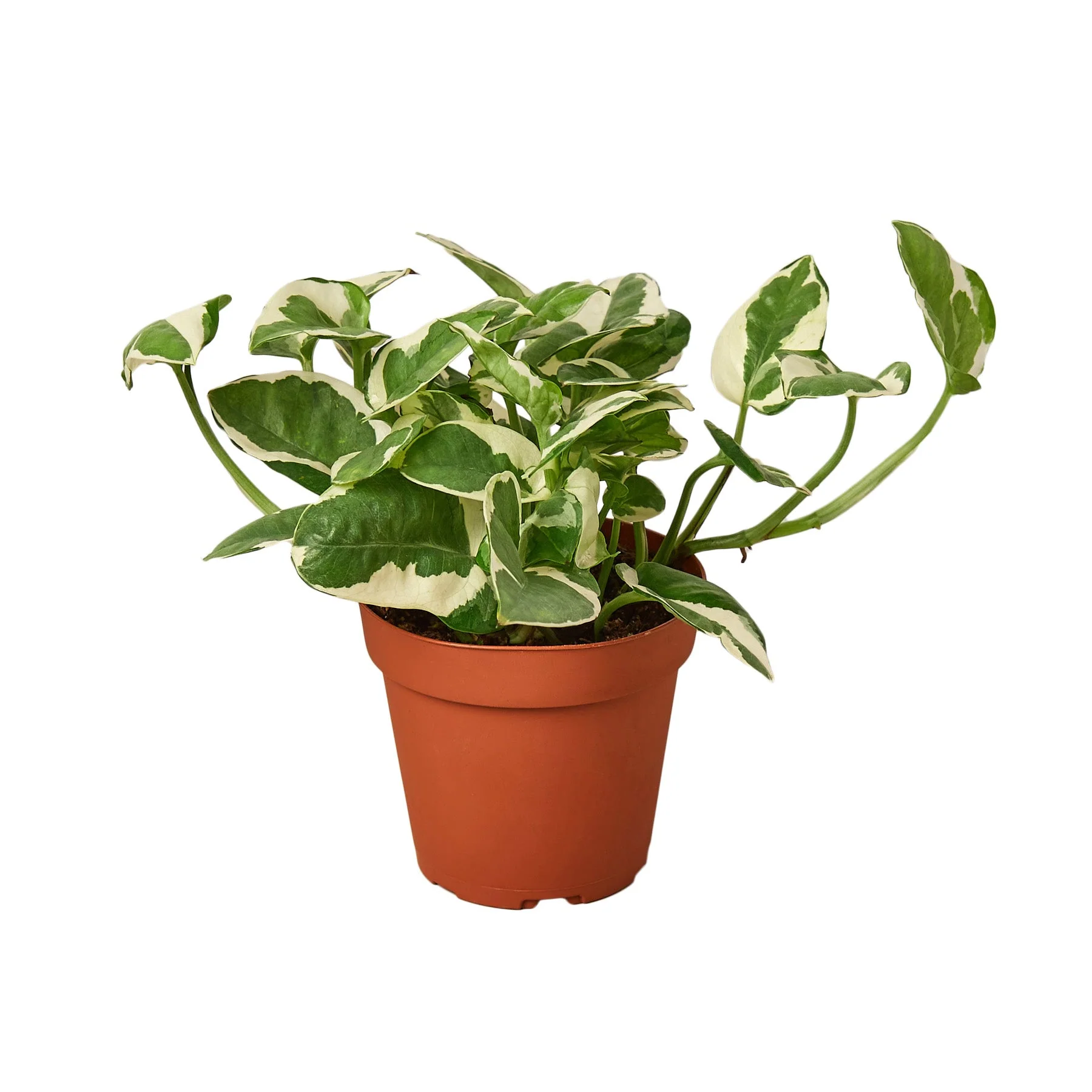 Pothos ‘N’Joy (Epipremnum aureum)