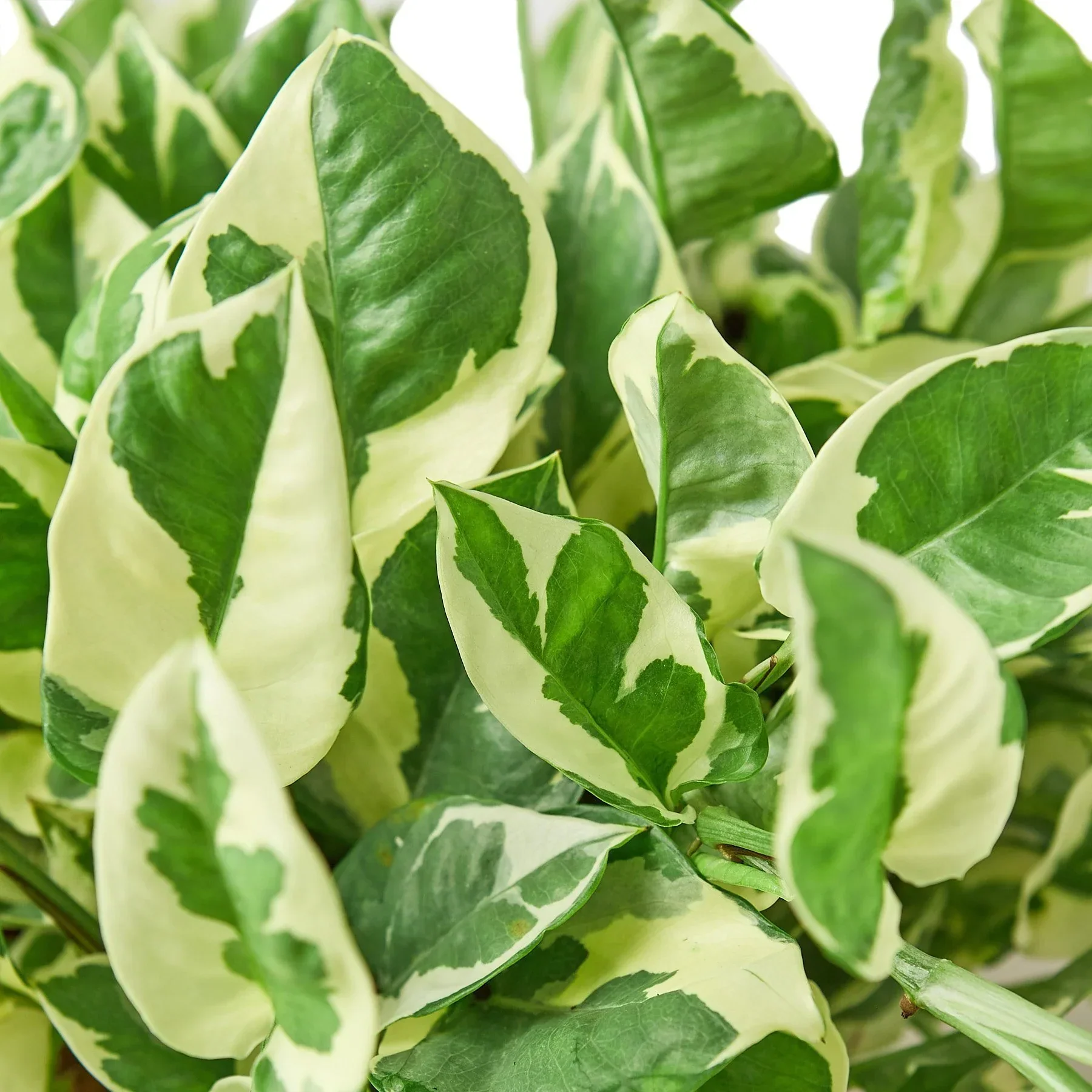Pothos ‘N’Joy (Epipremnum aureum) - Image 2