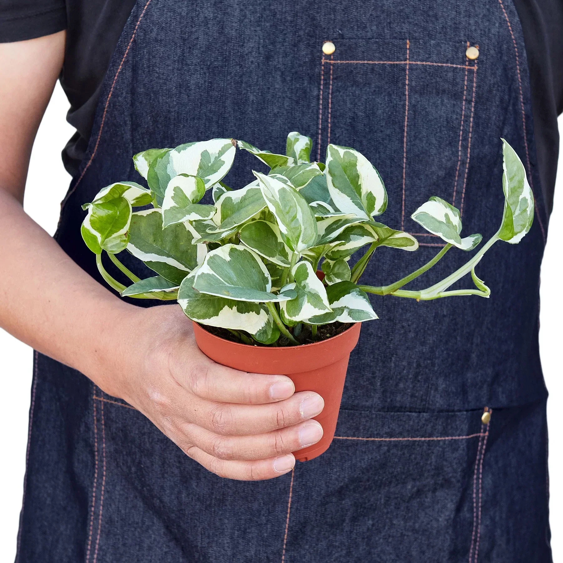 Pothos ‘N’Joy (Epipremnum aureum) - Image 3