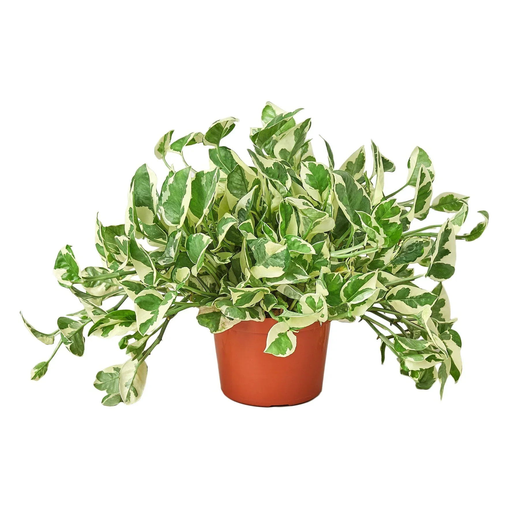 Pothos ‘N’Joy (Epipremnum aureum) - Image 4