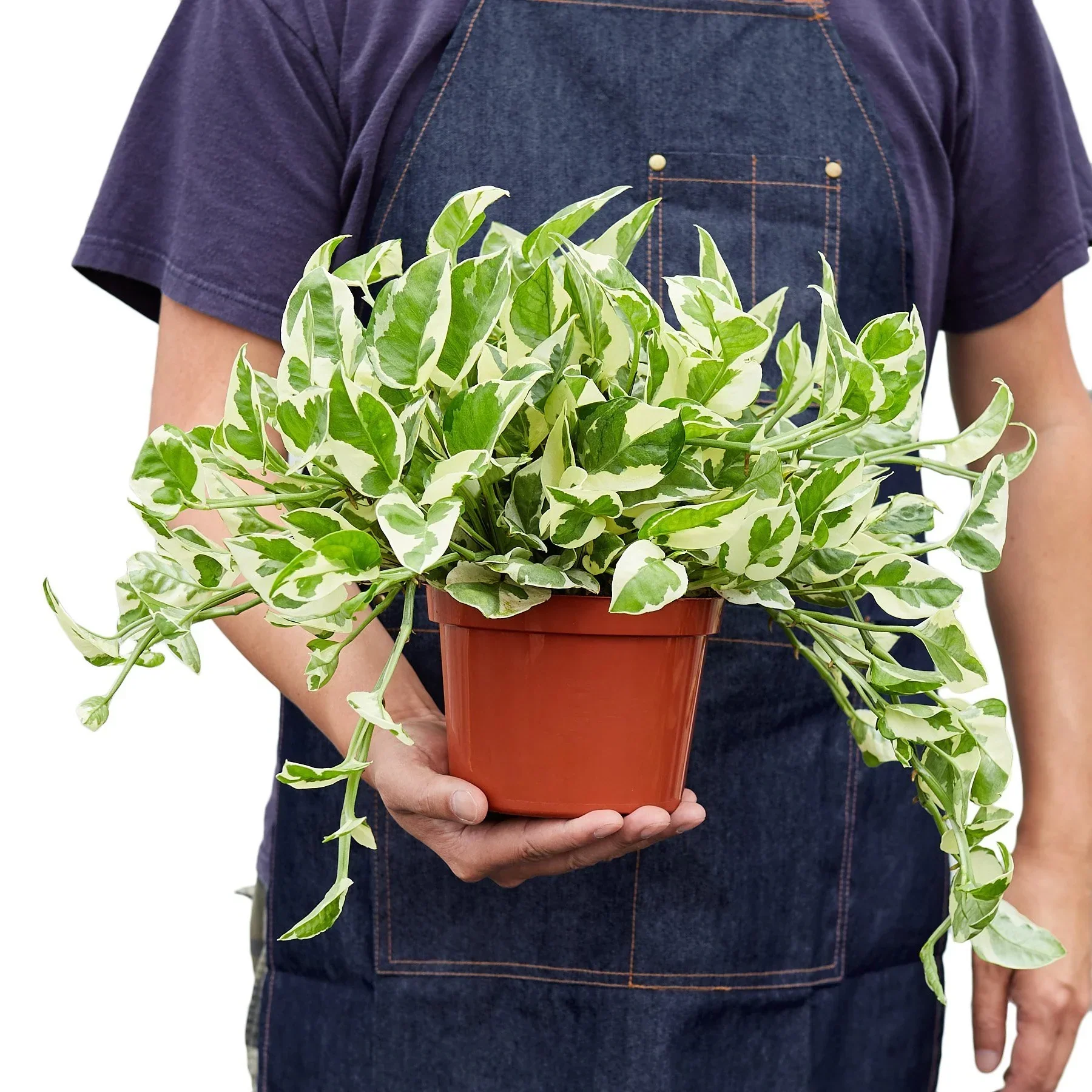 Pothos ‘N’Joy (Epipremnum aureum) - Image 5