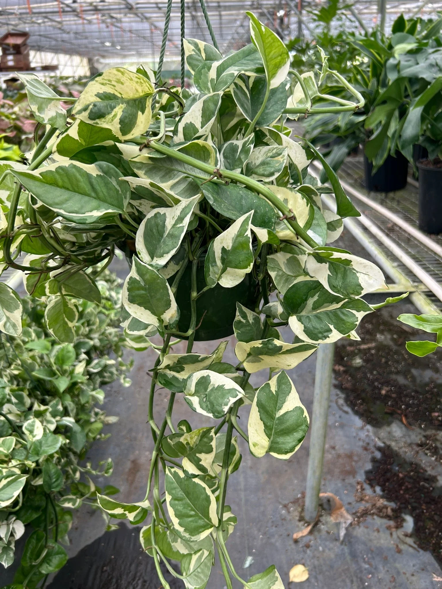 Pothos ‘N’Joy (Epipremnum aureum) - Image 7