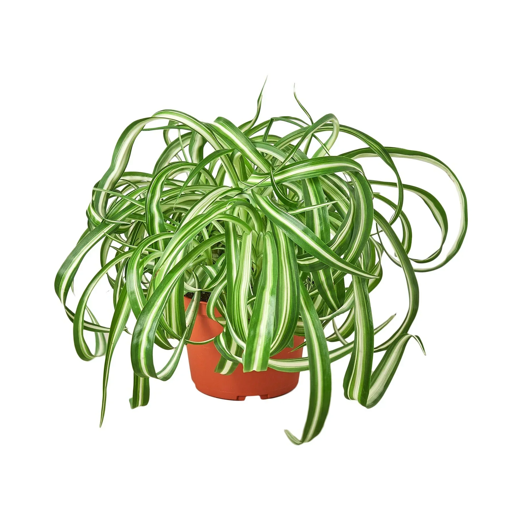Spider Plant ‘Bonnie’ (Curly Chlorophytum) - Image 4