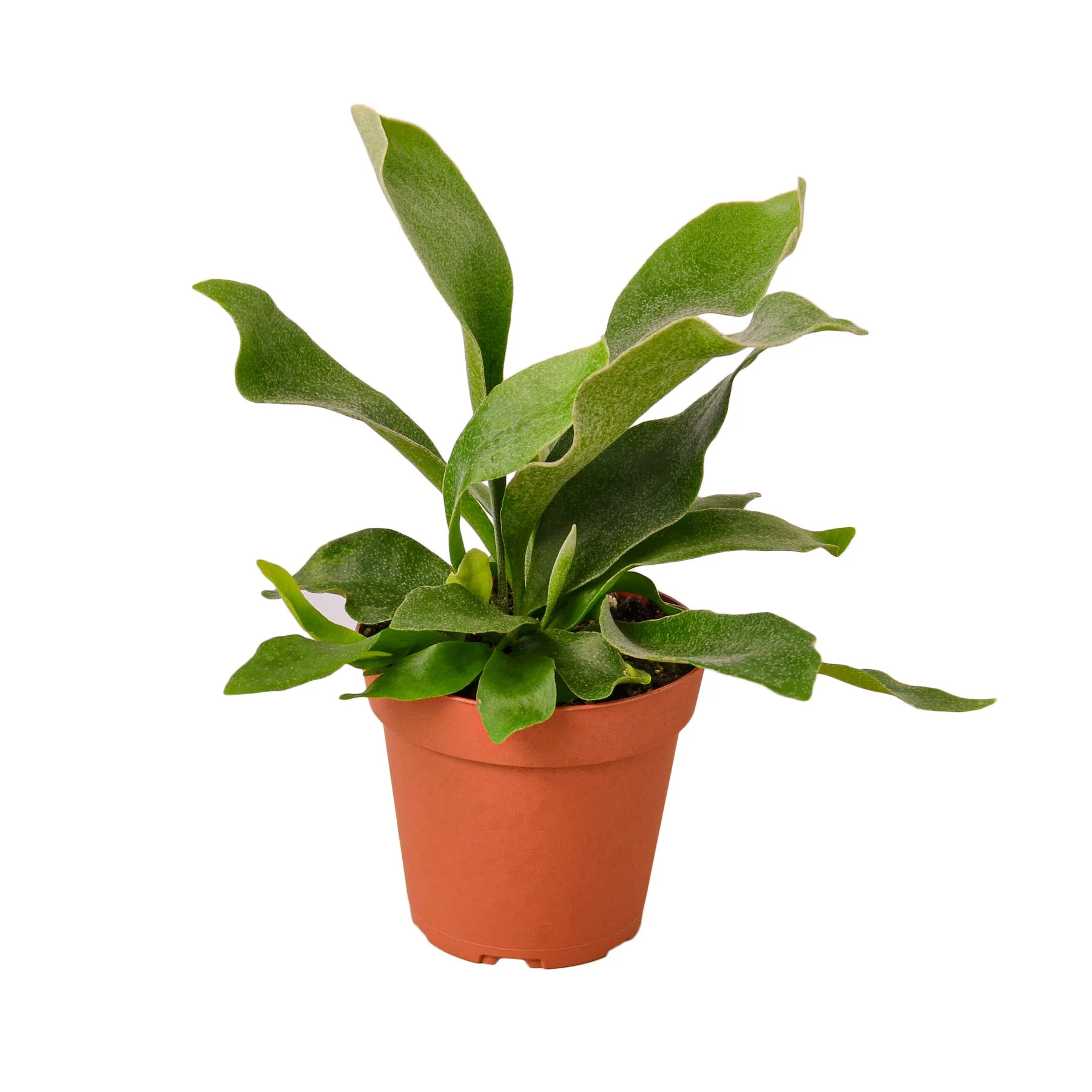 Staghorn Fern (Platycerium bifurcatum)