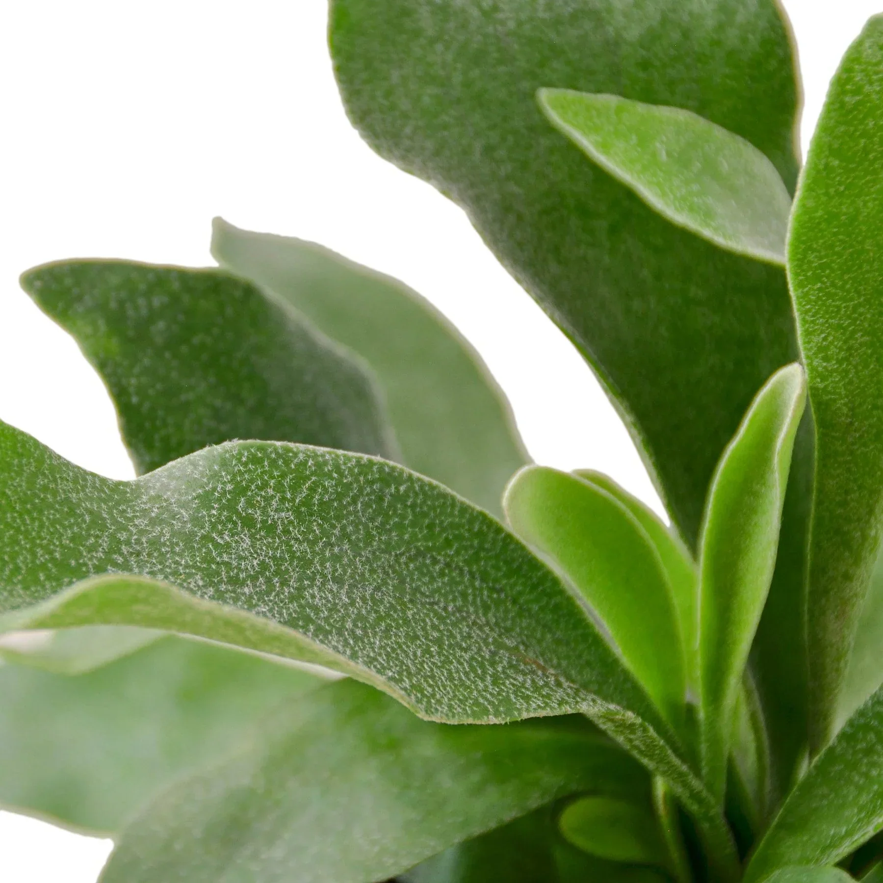 Staghorn Fern (Platycerium bifurcatum) - Image 2