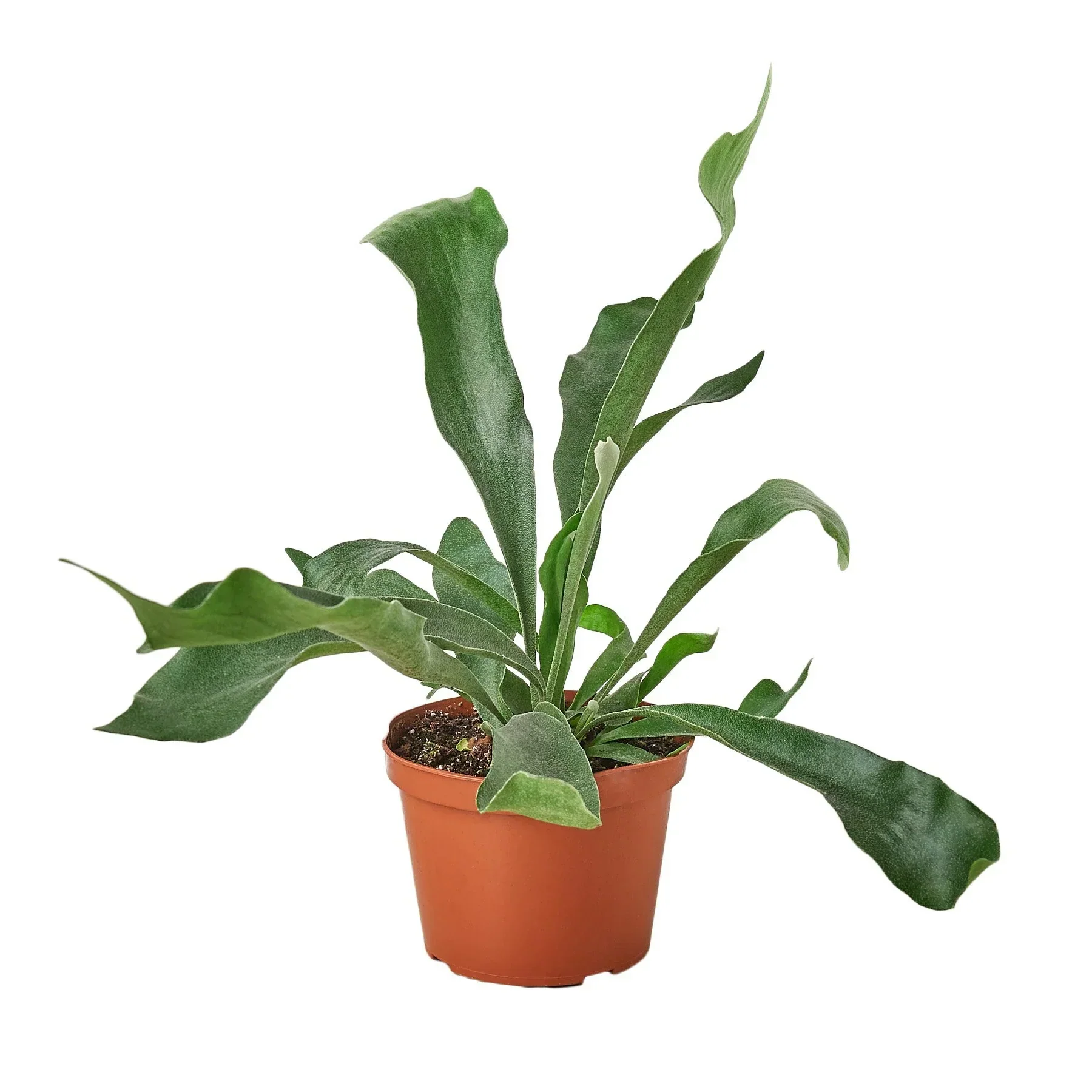 Staghorn Fern (Platycerium bifurcatum) - Image 3