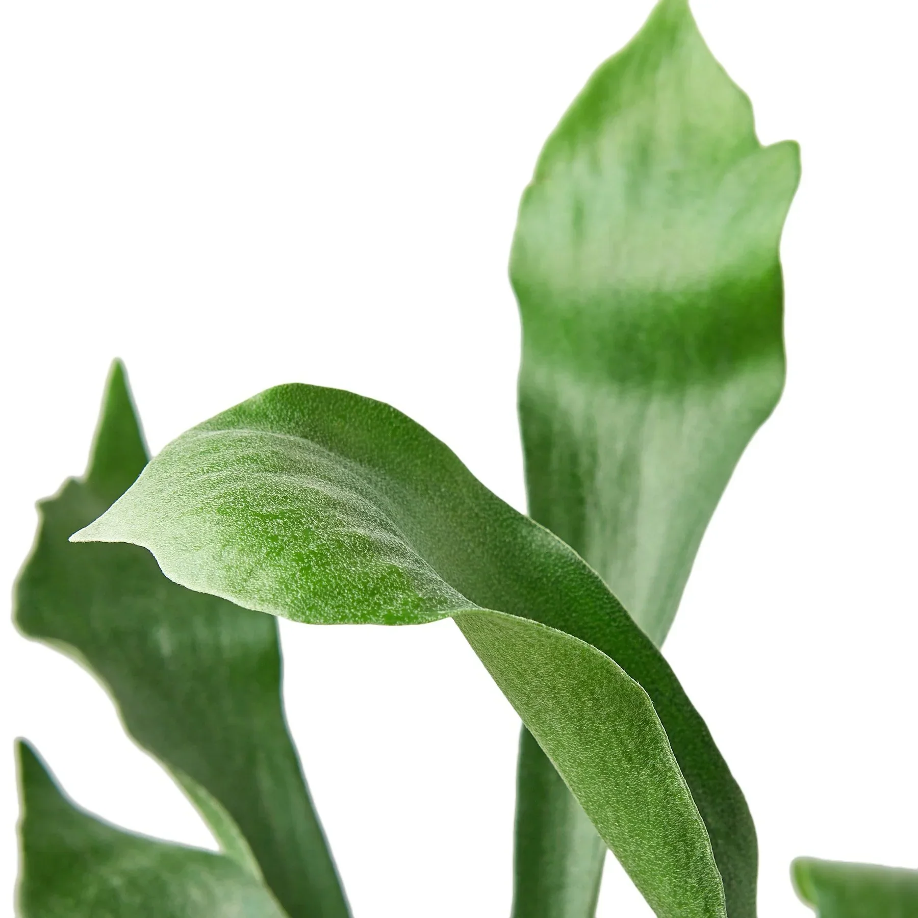 Staghorn Fern (Platycerium bifurcatum) - Image 4
